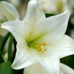 Icha Zhulhany profile icon