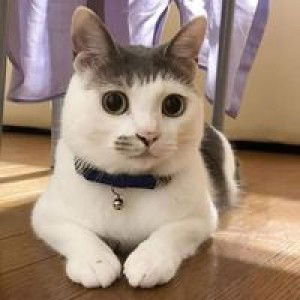 Agung Jayaraya profile icon