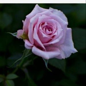 Nita Linda Pertiwi profile icon