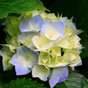 etie kian profile icon