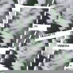 Vanessa Athena Gabriel profile icon