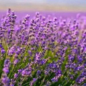 mrs tan profile icon