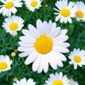 Erika Dionisio profile icon