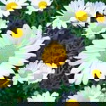 Erika Dionisio profile icon