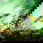 Evi Mashunah profile icon