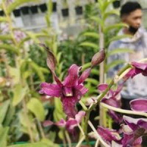 Choirun Nisa profile icon