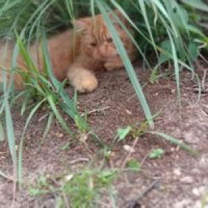 Mhe Rhyi profile icon