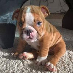 น้องฝน ตัวอ้วน profile icon