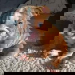 น้องฝน ตัวอ้วน profile icon