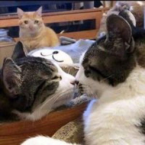 Sri Utami profile icon