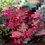 Ai Hasanah profile icon