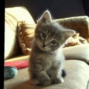 میثا ابدال اثمیا profile icon