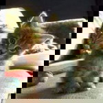 میثا ابدال اثمیا profile icon