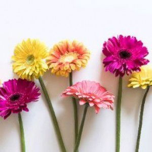 Sharina Sharuddin profile icon