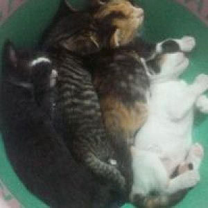 Hera Hera profile icon