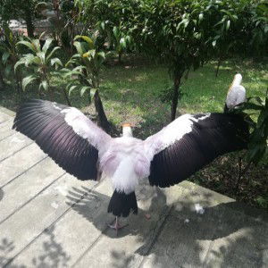 Shafiqa Mustaffa profile icon