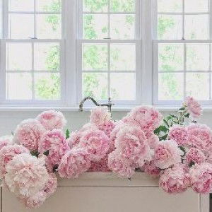 Marble Pearl profile icon