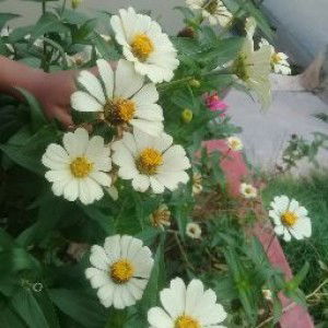 Suwarni Adi profile icon