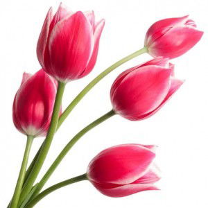 Annisah profile icon