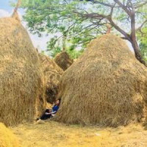 ไพจิตร แสนคาร profile icon