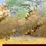 ไพจิตร แสนคาร profile icon