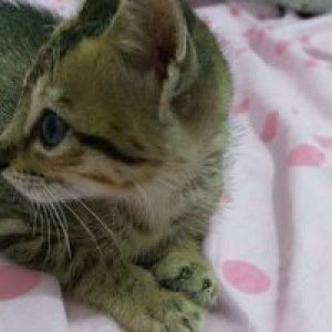 Mrs. Bau profile icon