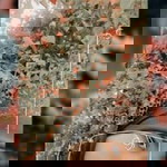 Rachma S profile icon