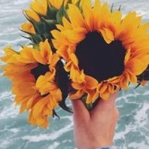 Chu Mộng Loan profile icon