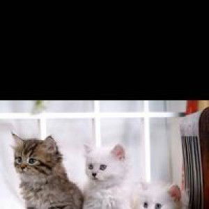 Neng shely mulyani profile icon