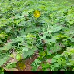 Thanh Thảo profile icon