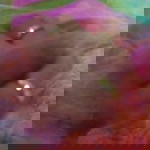 Lia Nur profile icon