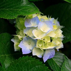 Anjar Millawanti profile icon