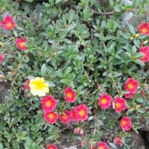 Bundy Zakky profile icon