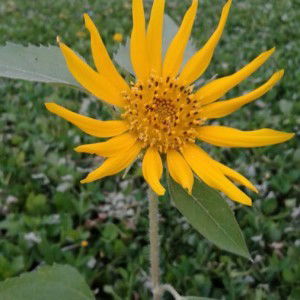 Ilma Zakiyatul Mufidah profile icon