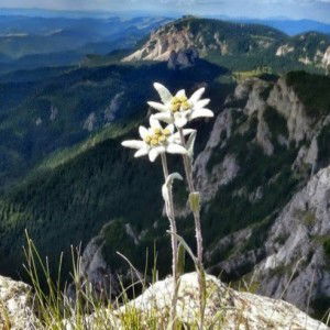 Rica Herawati profile icon