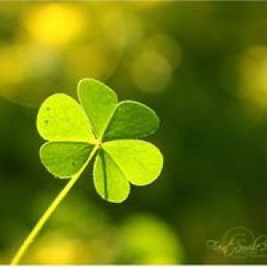 Phương Phúng Phính profile icon