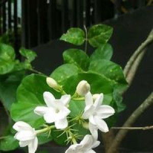 Ummu Syifa profile icon