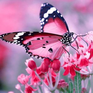 Norielle Aven profile icon