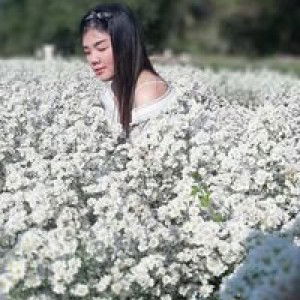 Nan Aranya profile icon