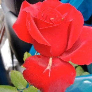 Tri Fosa profile icon