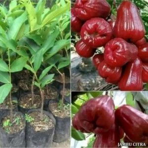 tukang makan profile icon