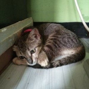 Pipit yulia profile icon