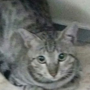 Bibeh Beib profile icon