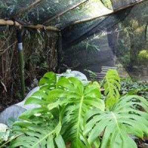 Katalea Florist profile icon