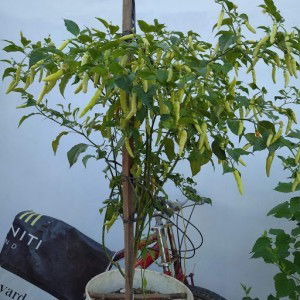 tanam segala pohon dan buah profile icon