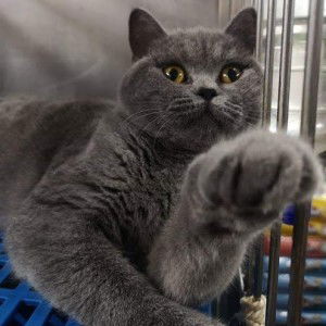 vivo Yurakamie profile icon