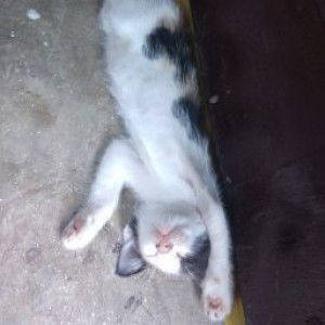 Cristine Jien profile icon