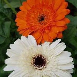 Nurul Najwa profile icon