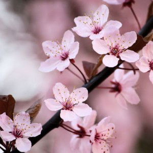 Bestrica Tika profile icon