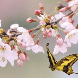 Sinta Sukma Ayu profile icon